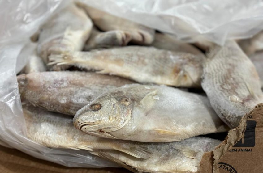  Prefeitura de Estrela de Alagoas distribui 14 toneladas de peixe